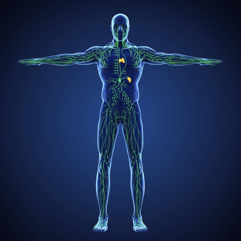 Human Lymphatic System Illustration. 3D render